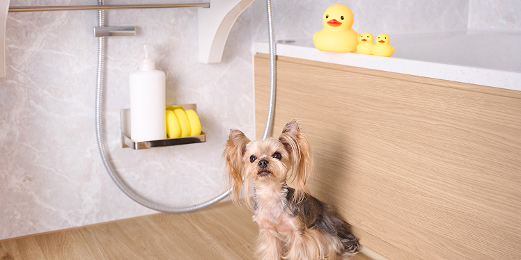 健やかさを育む犬の入浴ガイド