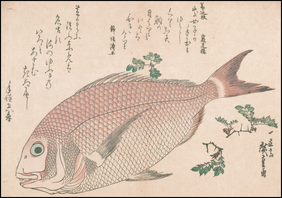 『魚尽錦絵』広重(鯛の脇には山椒が描かれている)　出典：国立国会図書館貴重書画データベース