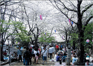 飛鳥山(飛鳥山公園/東京都北区王子1-1-3)　現代の花見風景