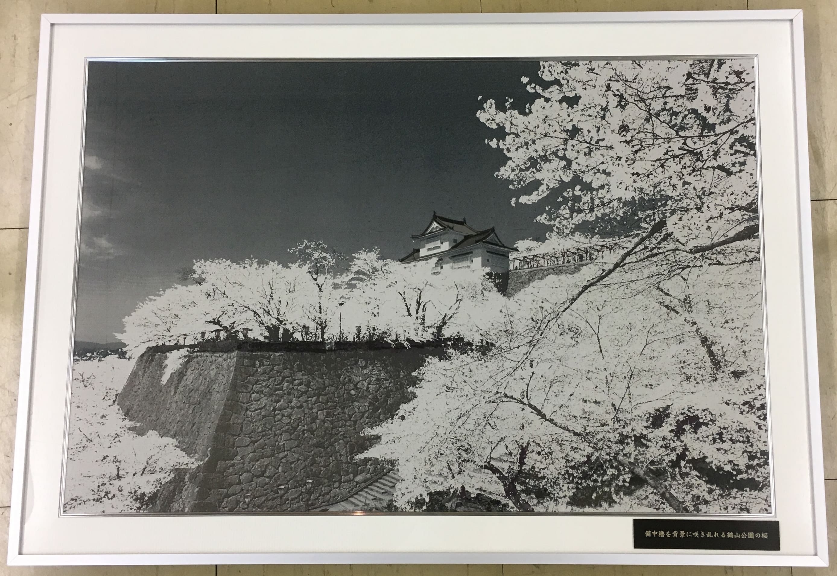 『備中櫓を背景に咲き乱れる鶴山公園の桜』