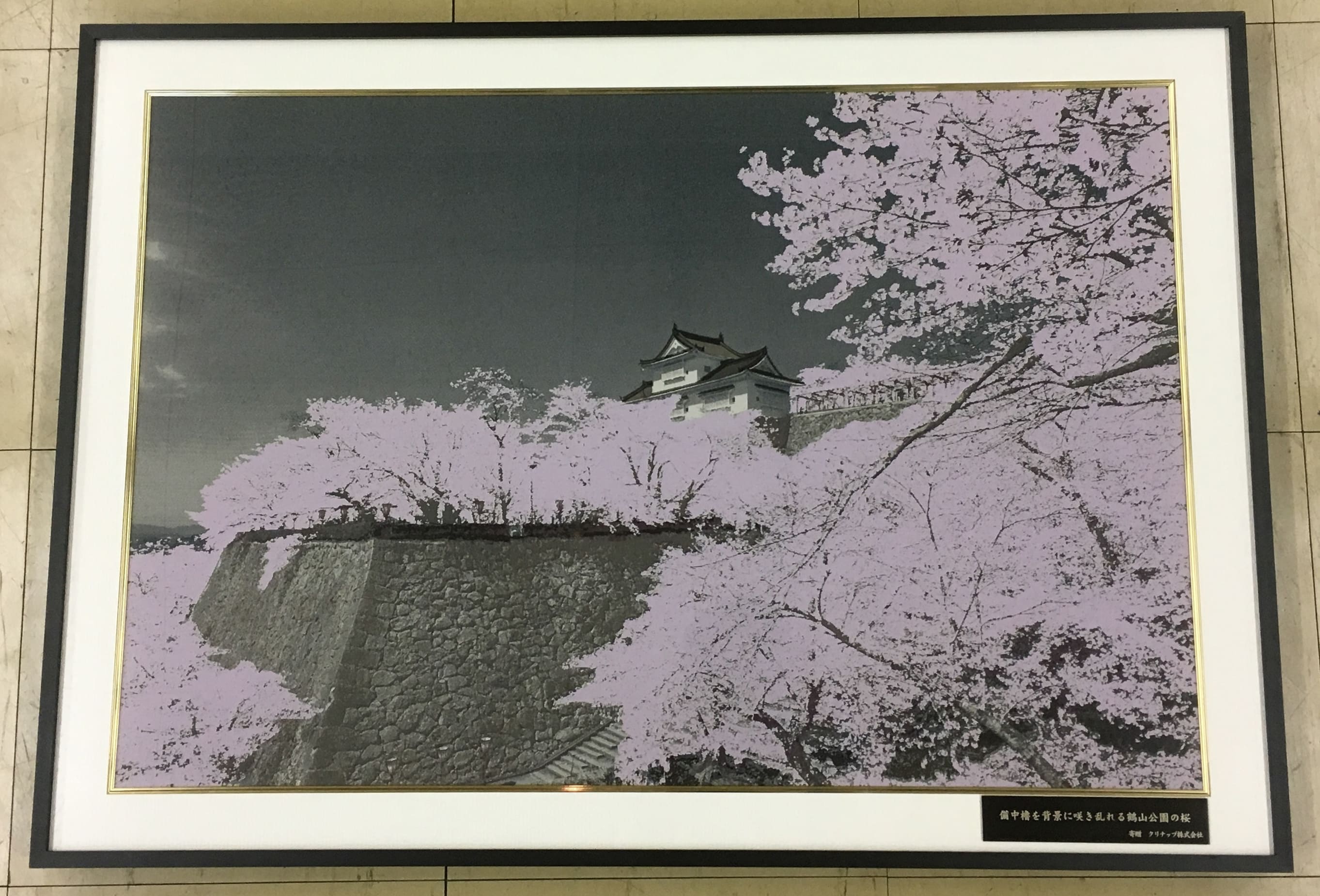 『備中櫓を背景に咲き乱れる鶴山公園の桜』