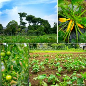 東京初！野菜の収穫体験ができる料理教室