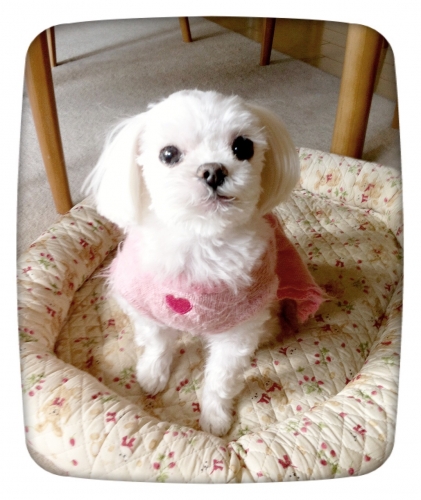 リリーブレッドパン教室 松田 リリー