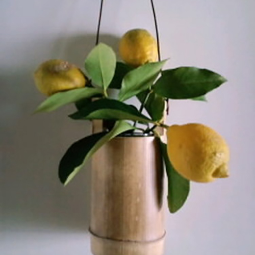 はまおか　むつこ