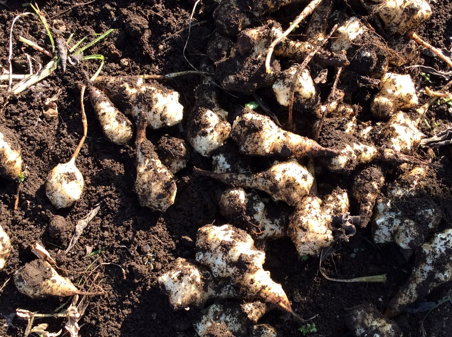 菊芋サロン キクイモニスト美紀