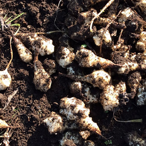 キクイモニスト美紀