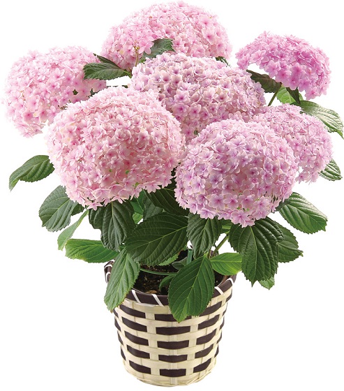 Teasalon HANA 夢野　花子