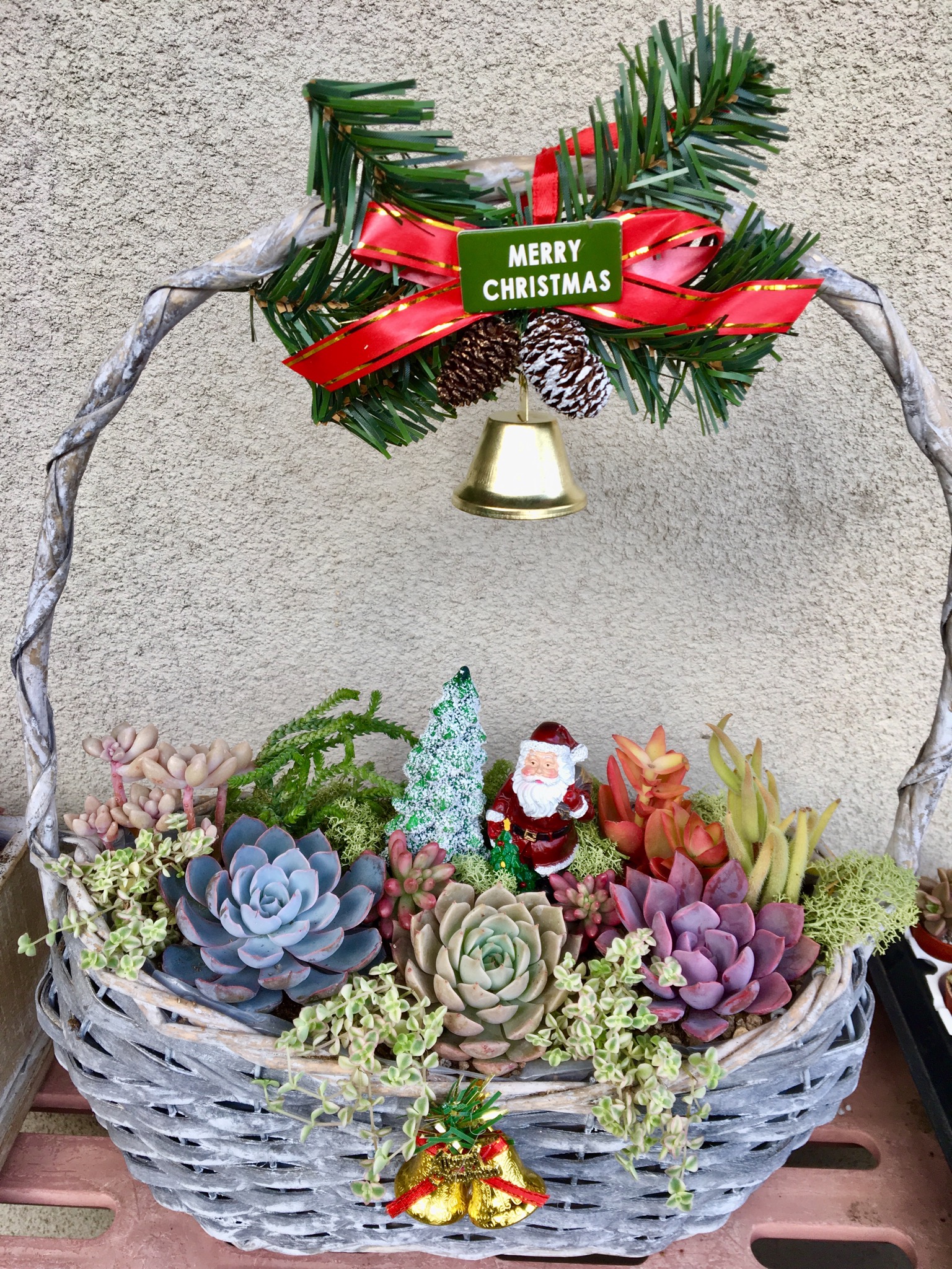 Jerry plants 岩崎 薫