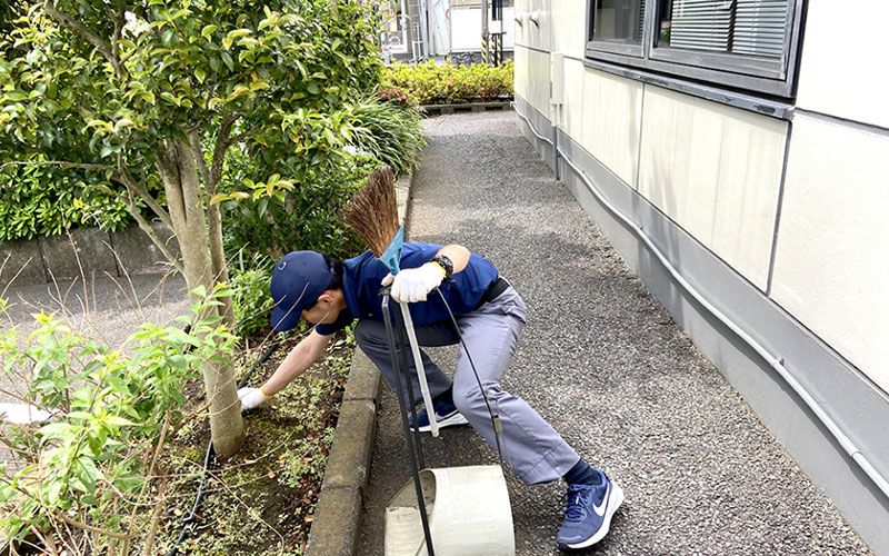 植木の清掃作業