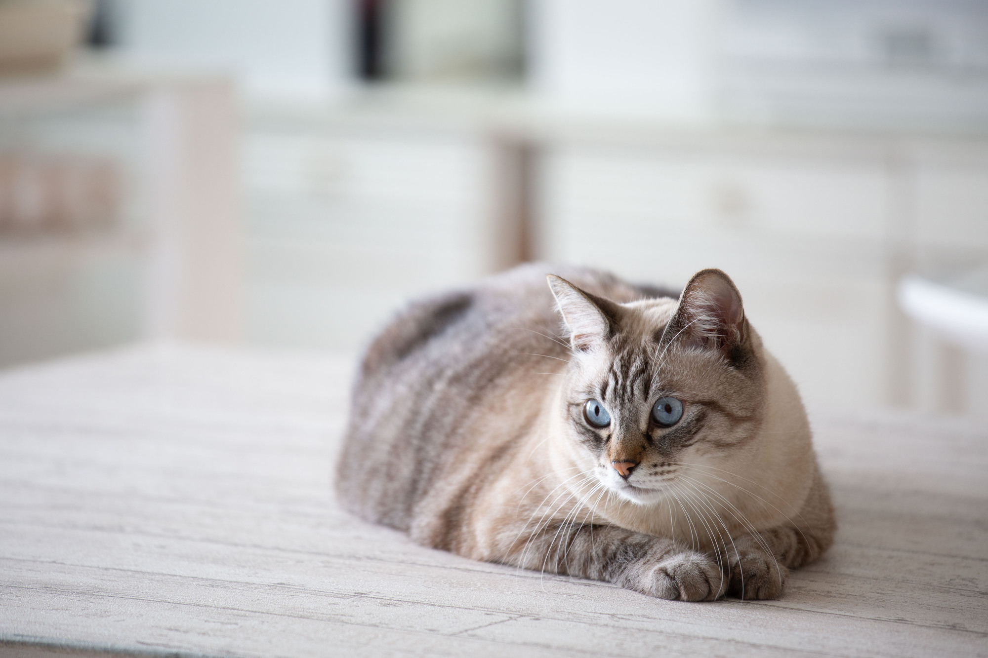 【建築士監修】猫と人が快適に過ごすキッチン設計。